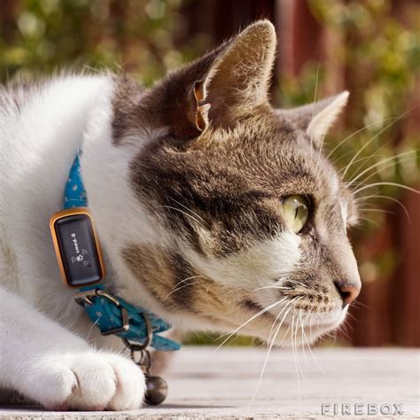 Cat tracker gps. Things To Know About Cat tracker gps. 